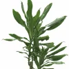 Doftdracaena lat. Dracaena fragrans Mix i 24cm kruka>Mäster Grön Discount
