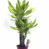 Doftdracaena lat. Dracaena fragrans 'Yellow Coast' på stam>Mäster Grön New