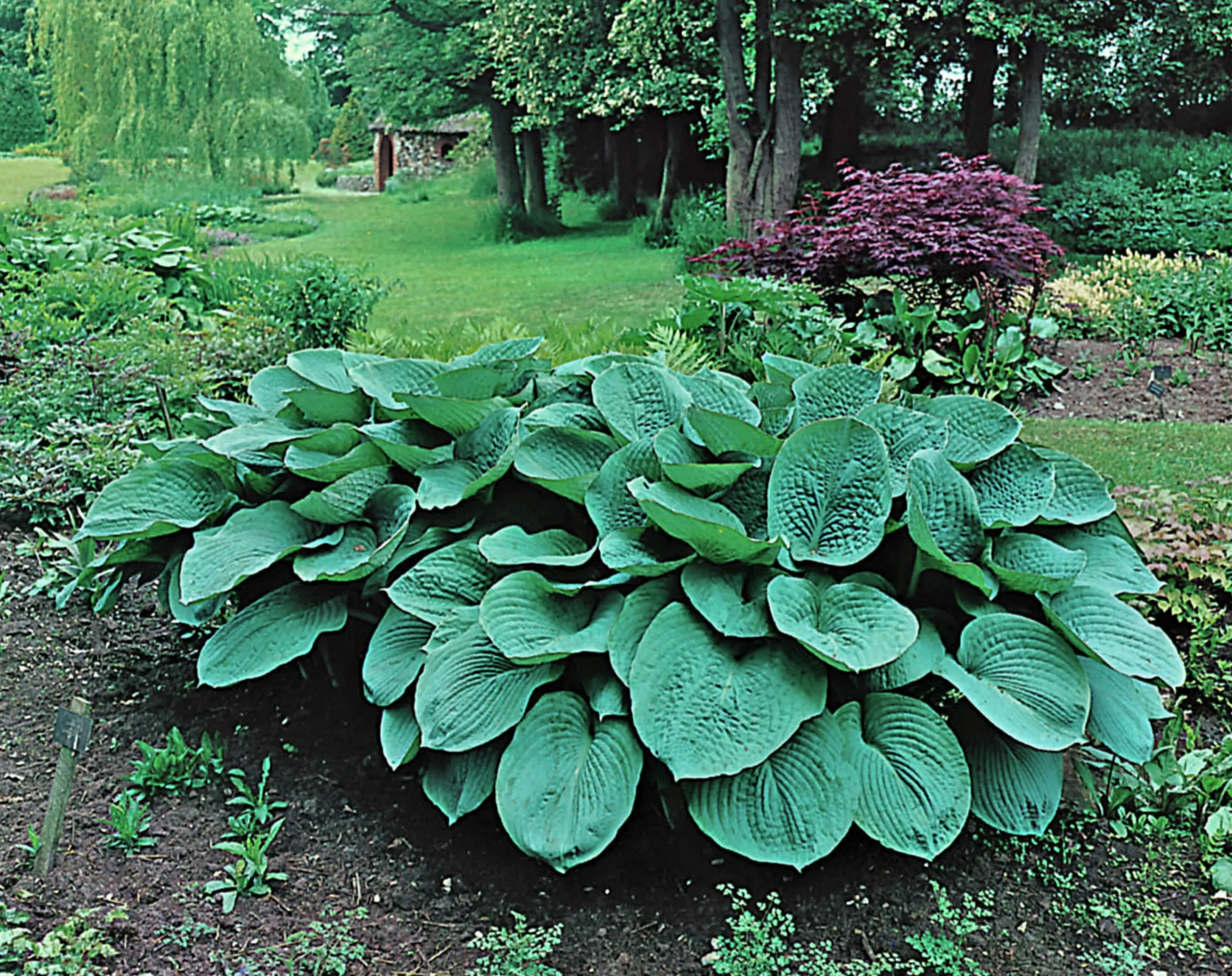 Doftfunkia 'Elegans'>Omnia garden Discount