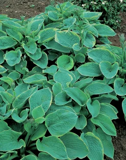 Doftfunkia 'Frances Williams'>Omnia garden New