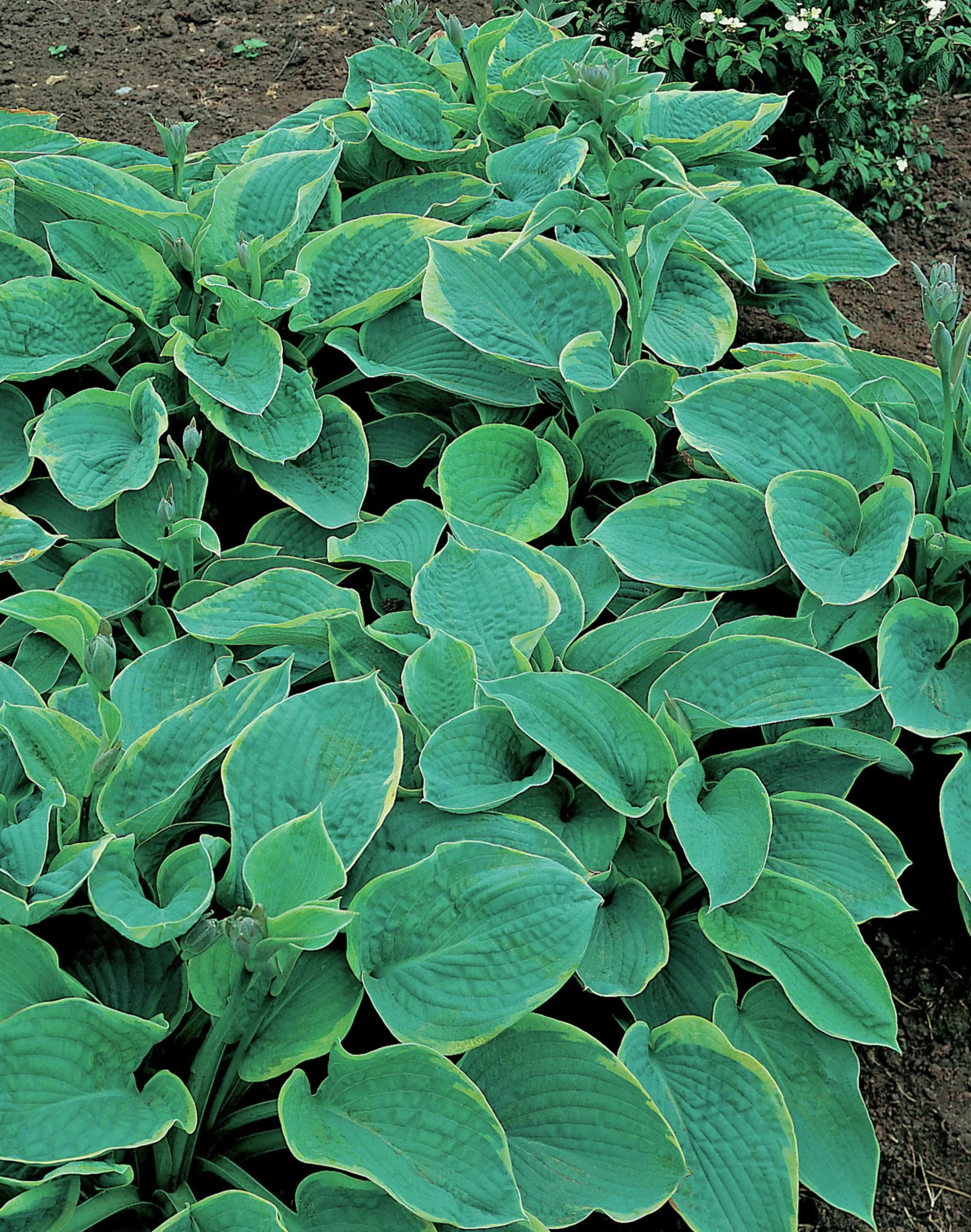 Doftfunkia 'Frances Williams'>Omnia garden New