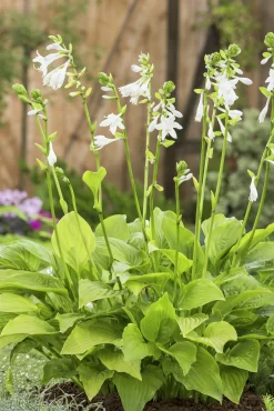 Doftfunkia 'Royal Standard'>Omnia garden Discount
