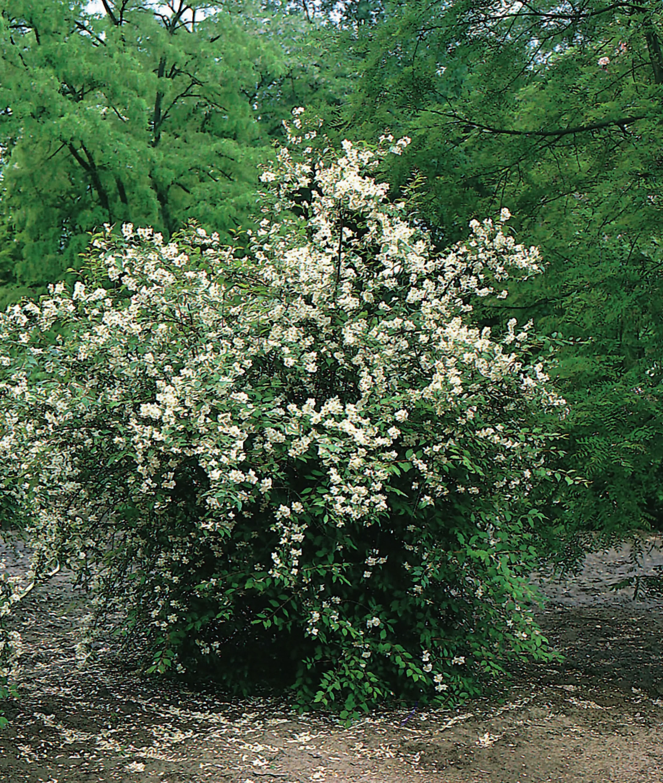 Doftschersmin>Omnia garden New