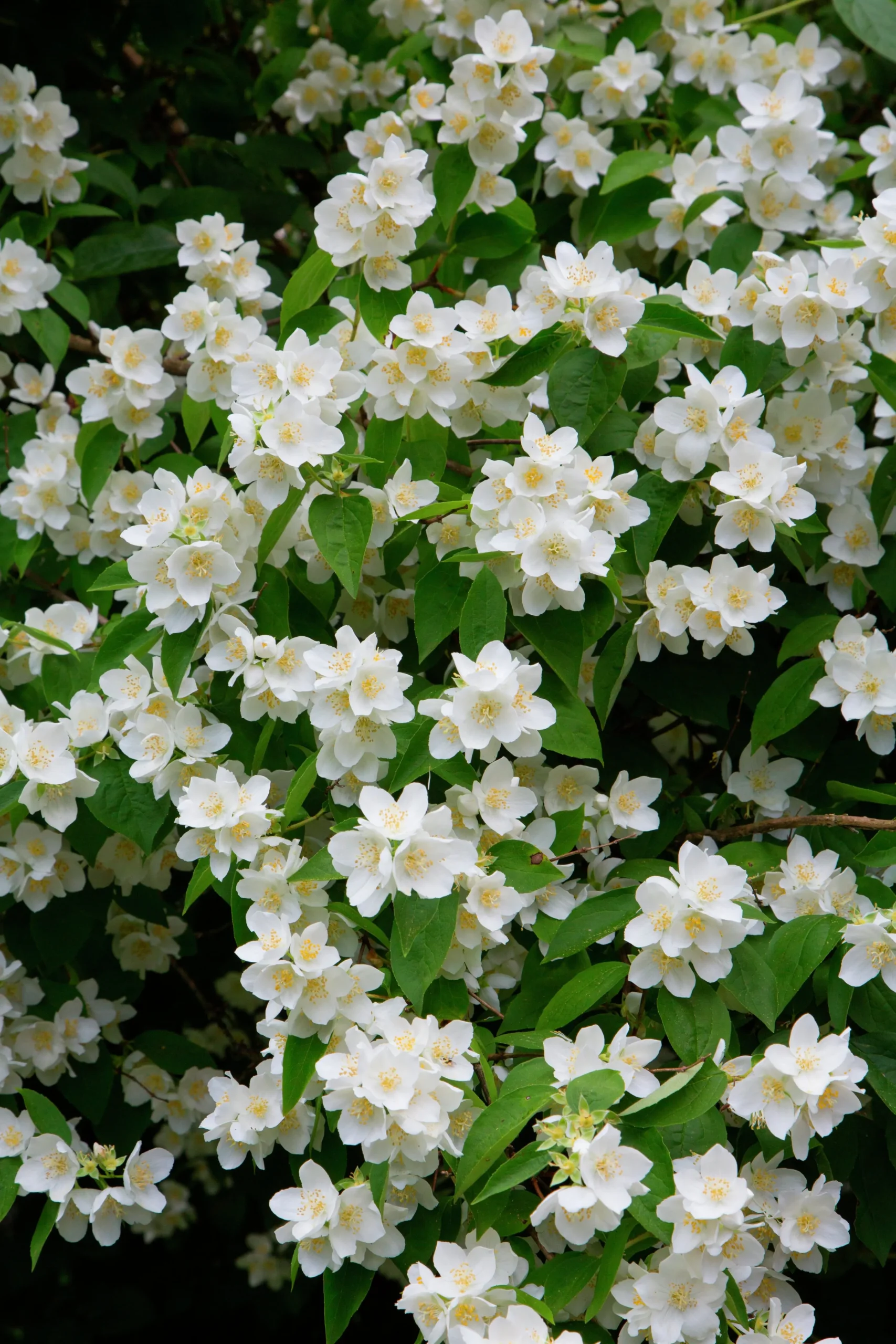 Doftschersmin>Omnia garden New
