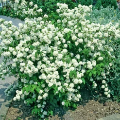 Doftschersmin Goliath Barrotad>Omnia garden Clearance