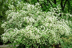 Doftschersmin Krukodlad>Omnia garden Discount