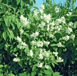 Doftschersmin Krukodlad>Omnia garden Discount