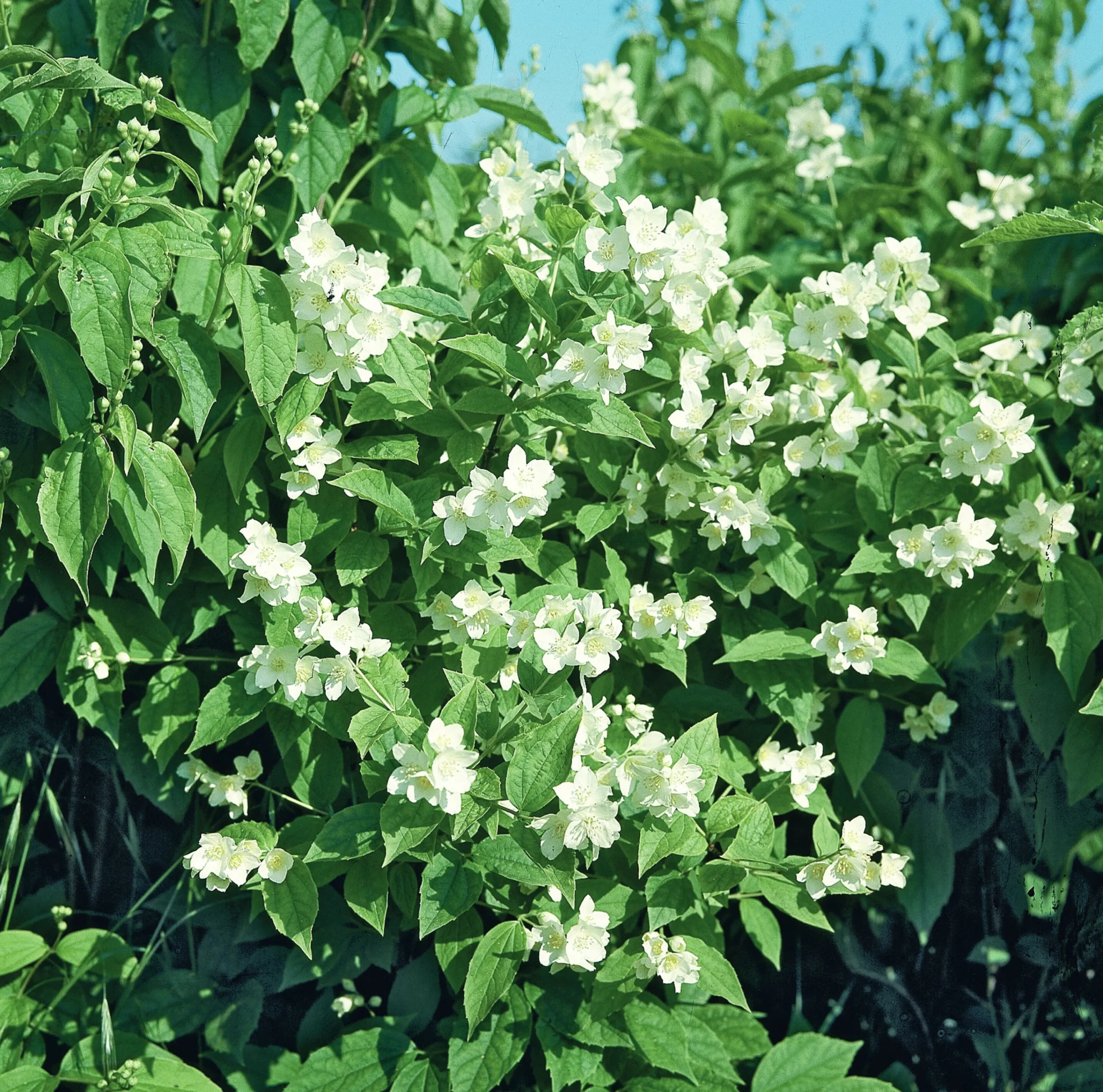 Doftschersmin Krukodlad>Omnia garden Discount