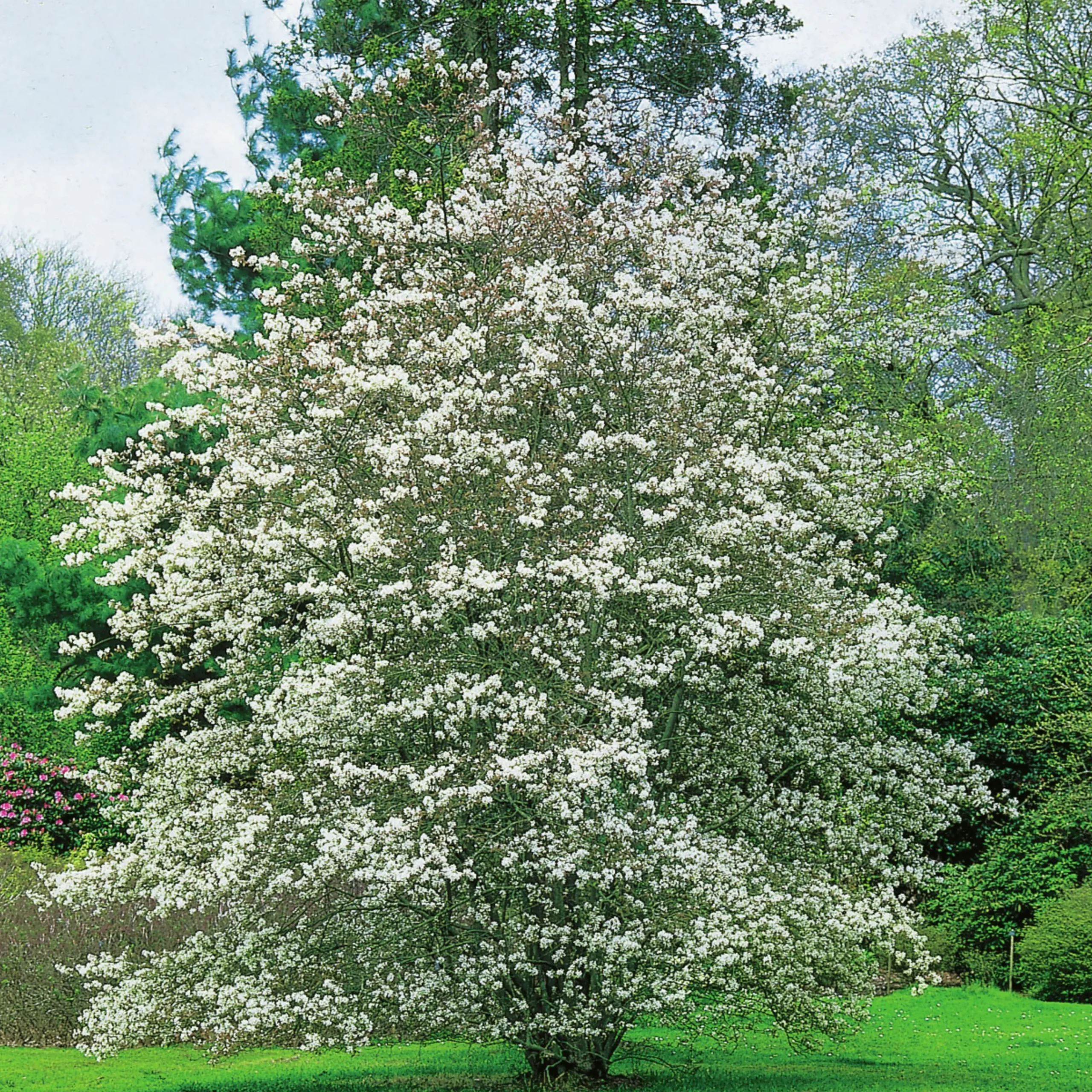 Doftschersmin Krukodlad>Omnia garden Discount