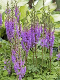 Dvärgastilbe 'Pumila'>Omnia garden Outlet