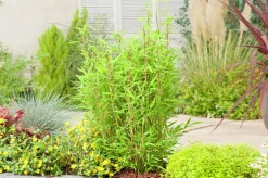Dvärgbambu 'Bambi'>Omnia garden Discount