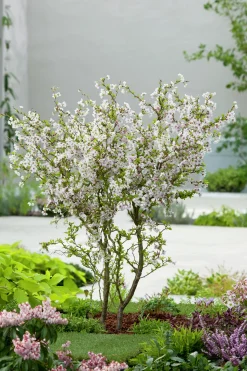 Dvärgkörsbär>Omnia garden Online