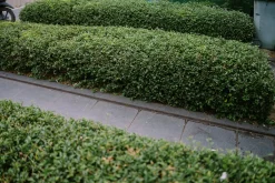 Dvärgliguster 'Lodense' Barrotad><noscript><img width=
