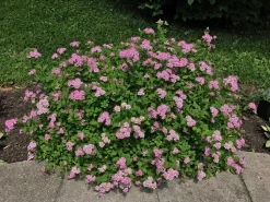 Dvärg Rosenspirea 'Little Princess' D:9-11cm Krukodlad>Omnia garden Clearance