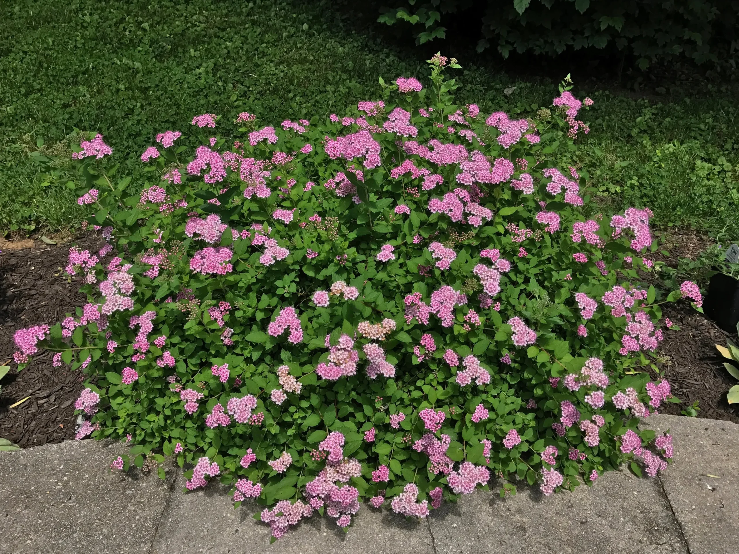 Dvärg Rosenspirea 'Little Princess' D:9-11cm Krukodlad>Omnia garden Clearance