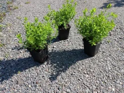 Dvärg Rosenspirea 'Little Princess' D:9-11cm Krukodlad><noscript><img width=
