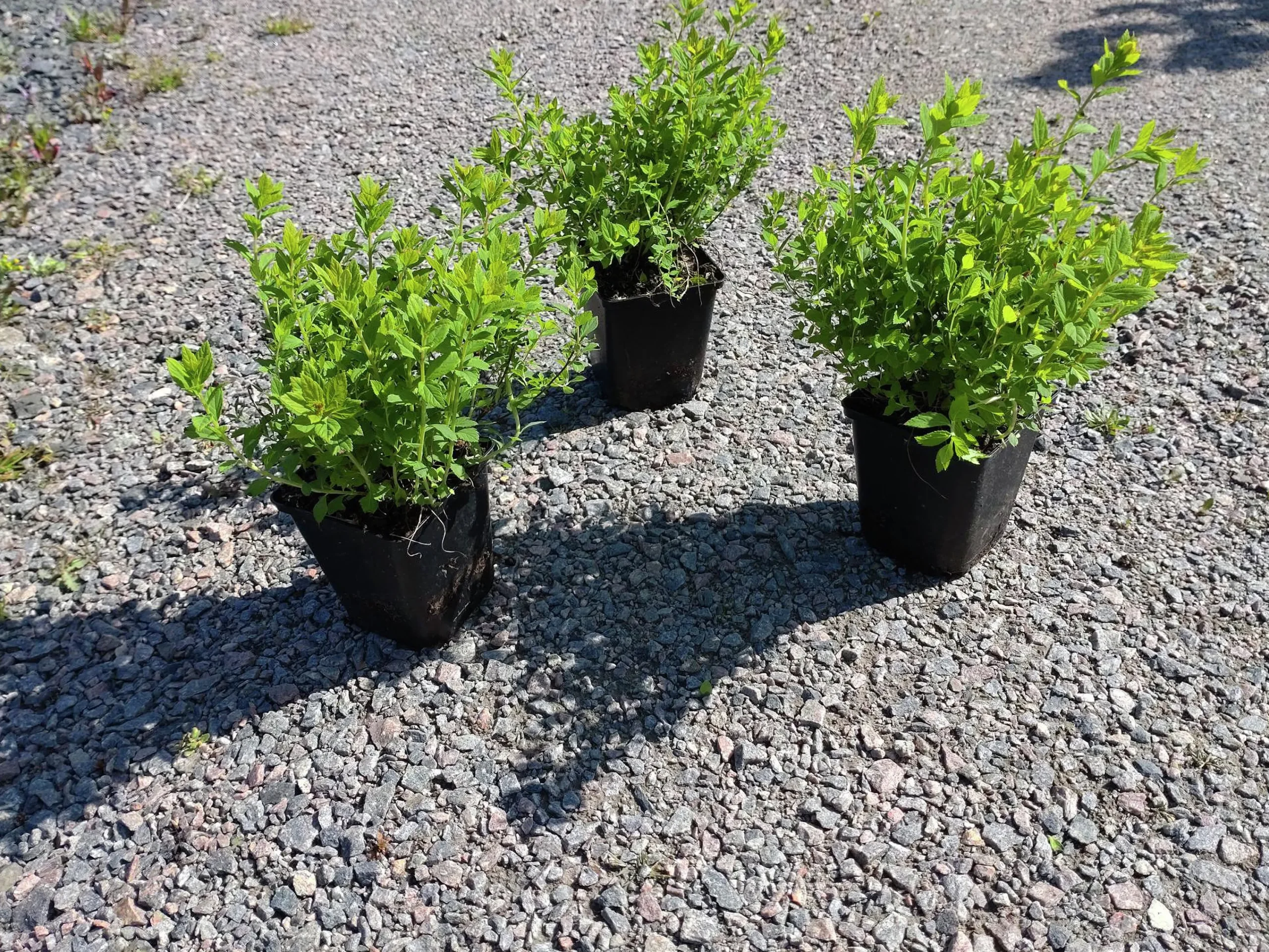Dvärg Rosenspirea 'Little Princess' D:9-11cm Krukodlad>Omnia garden Clearance