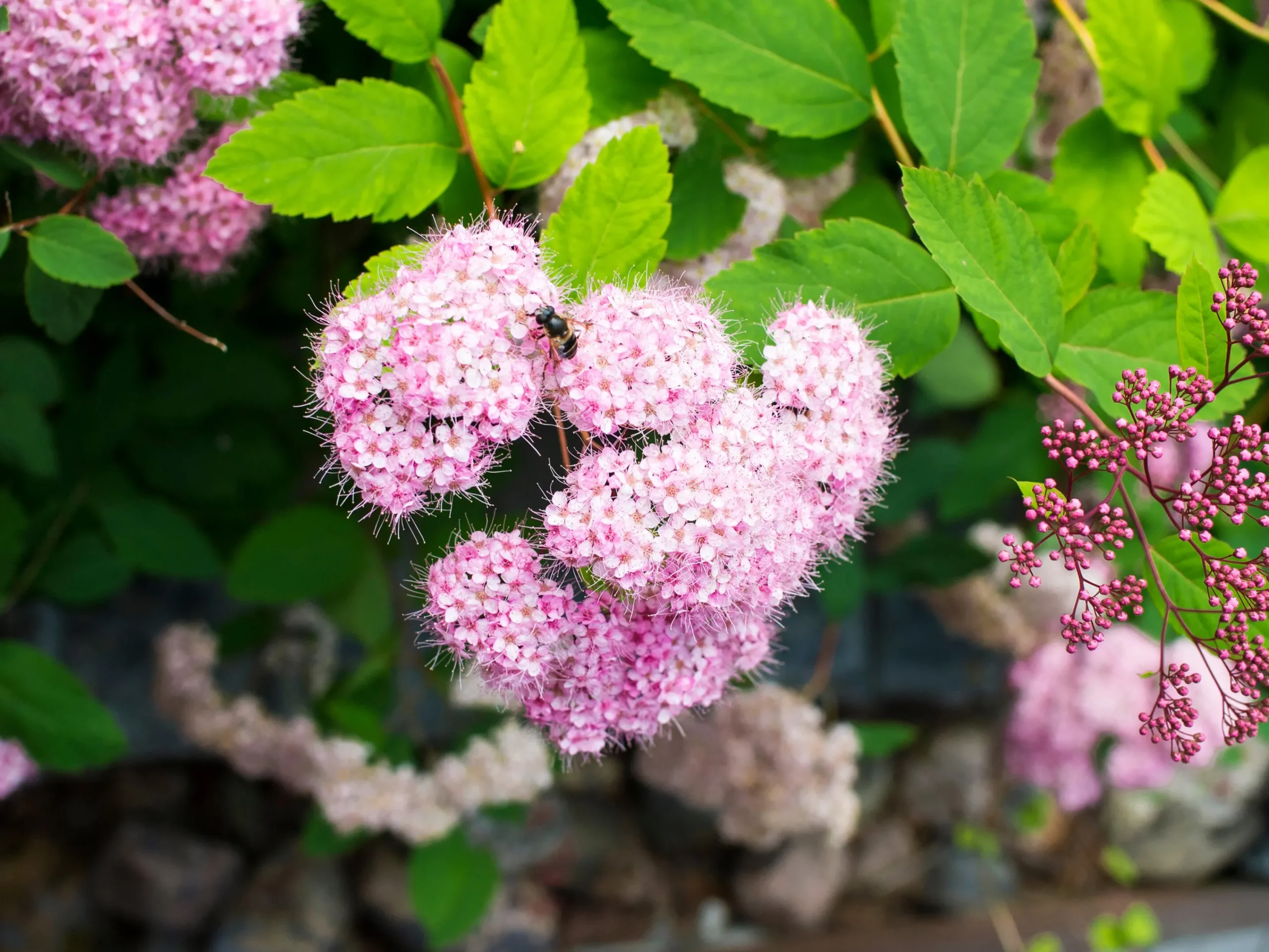 Dvärg Rosenspirea 'Little Princess' D:9-11cm Krukodlad>Omnia garden Clearance