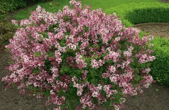 Dvärgsyrén 'Palibin' Krukodlad>Omnia garden