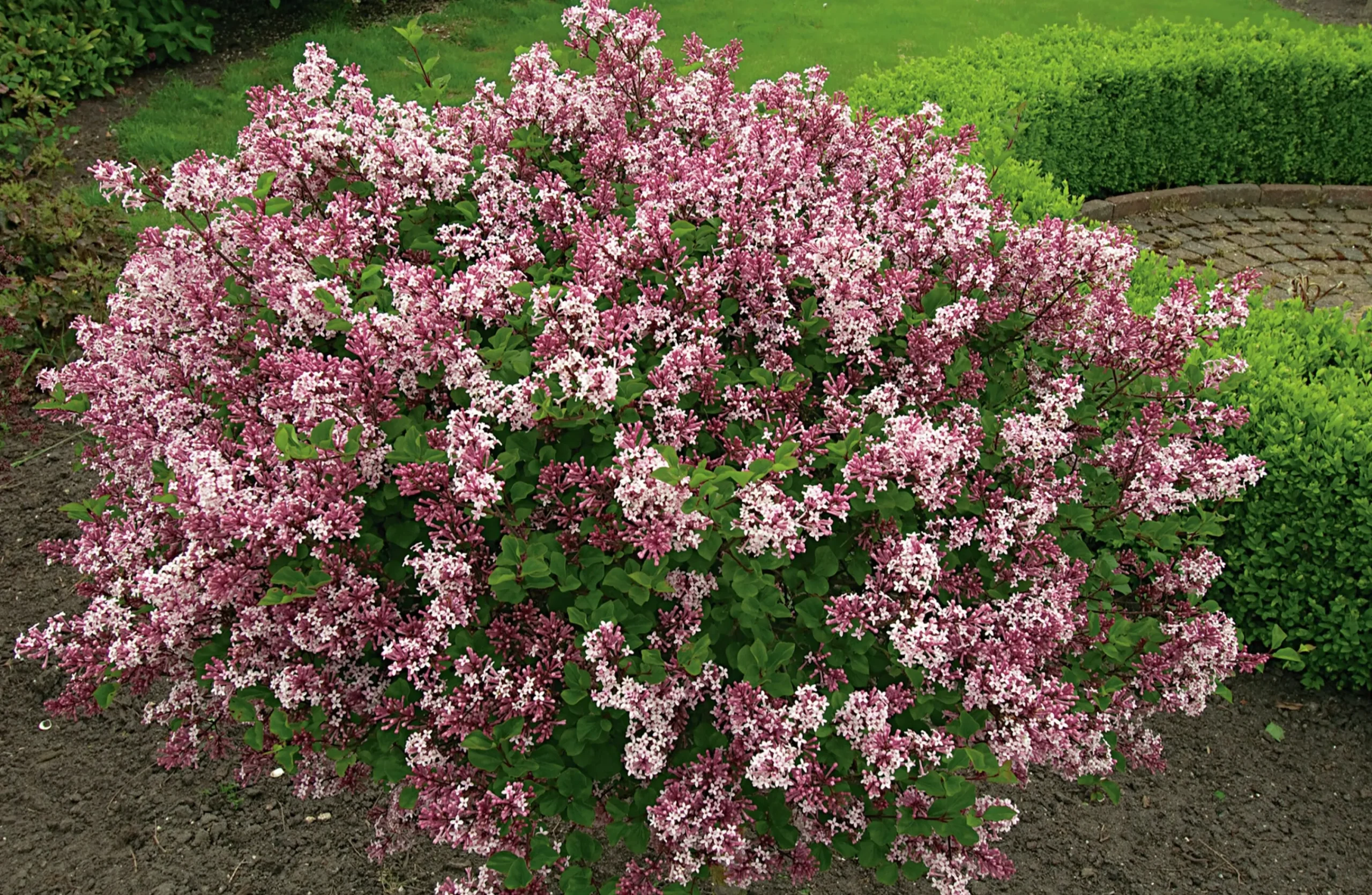 Dvärgsyrén 'Palibin' Krukodlad>Omnia garden