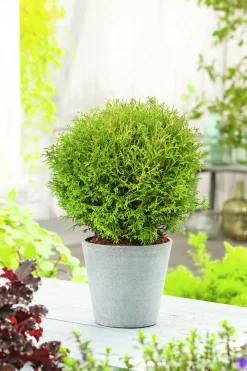 Dvärgtuja 'Tiny Tim' Krukodlad>Omnia garden Hot