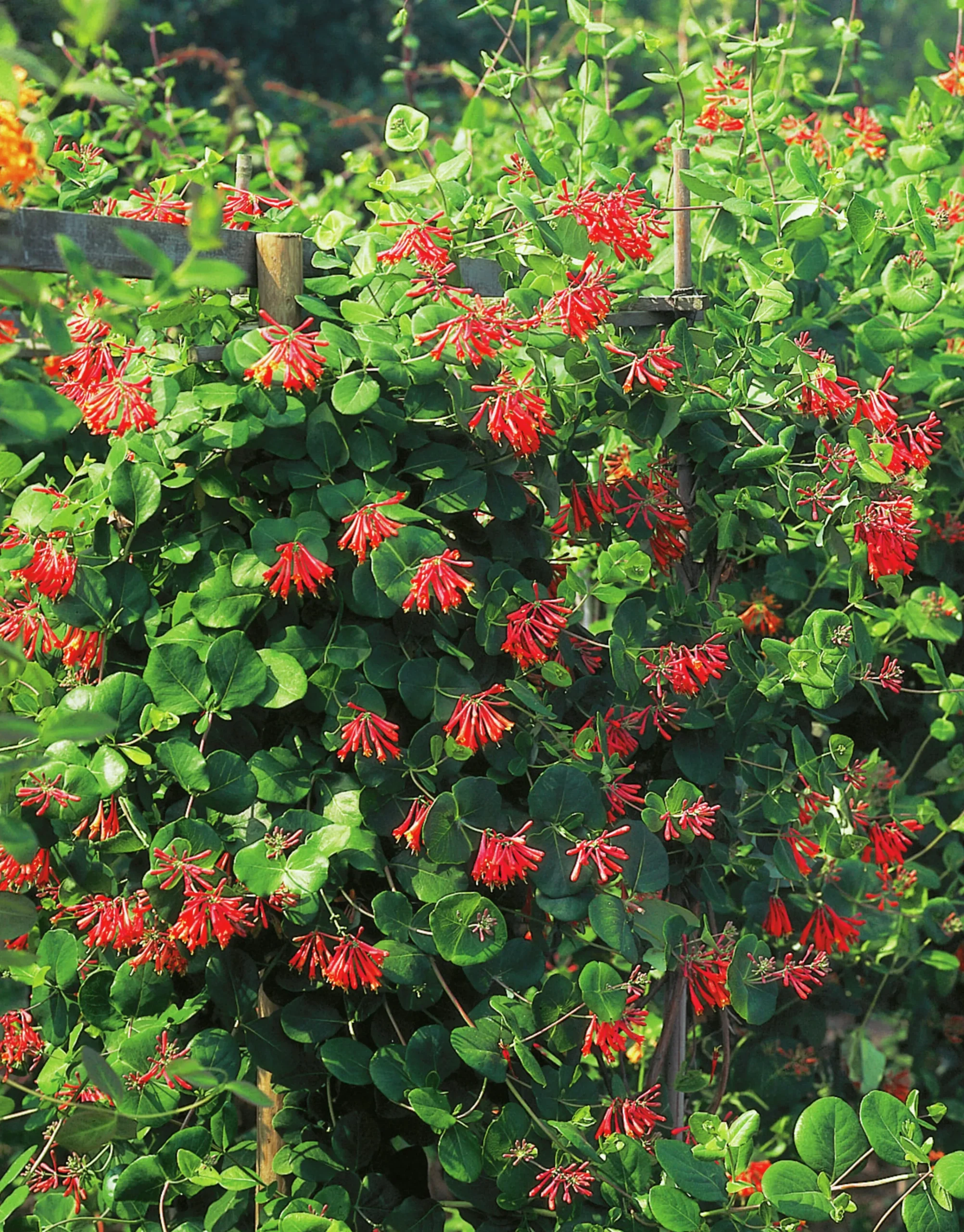 Eldkaprifol 'Dropmore Scarlet'>Omnia garden Outlet