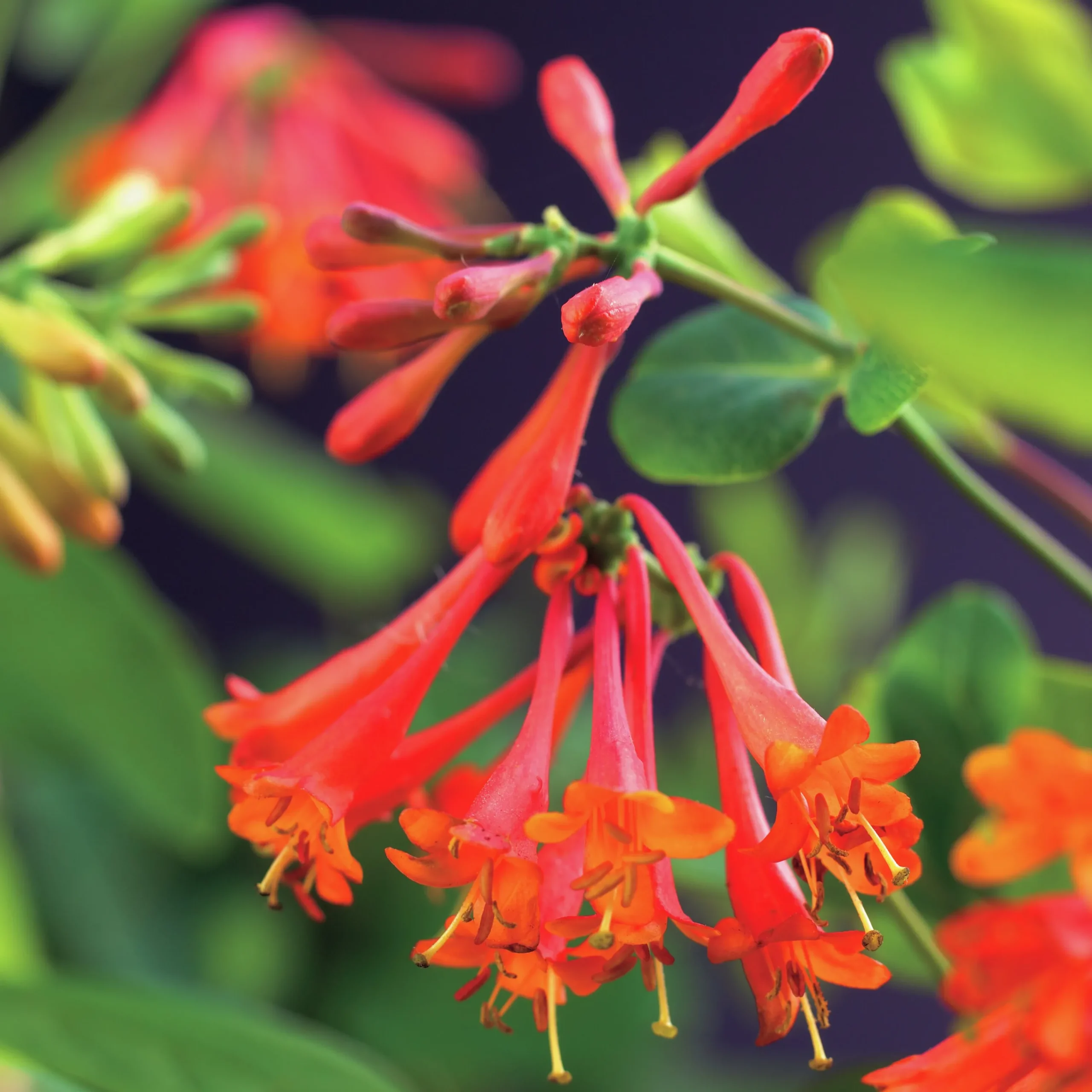 Eldkaprifol 'Dropmore Scarlet'>Omnia garden Outlet