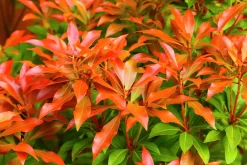 Eldröd buskrosling 'Forest Flame'>Omnia garden Outlet