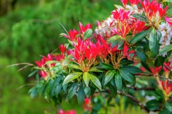 Eldröd buskrosling 'Forest Flame'><noscript><img width=