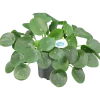 Elefantöra lat. Pilea>Mäster Grön Best