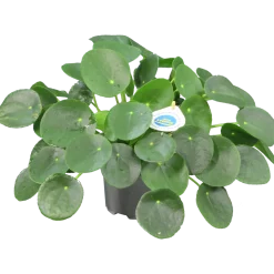 Elefantöra lat. Pilea>Mäster Grön Best