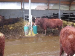 Elvattenkopp 41A med tunga>Suevia Outlet