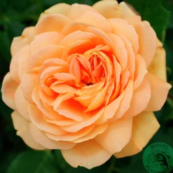 Engelsk Ros 'Golden Celebration' 'Ausgold' Barrotad>Omnia garden Outlet