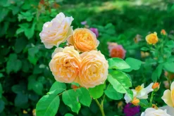Engelsk Ros 'Golden Celebration' 'Ausgold' Barrotad>Omnia garden Outlet