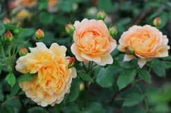 Engelsk Ros 'Golden Celebration' 'Ausgold' Barrotad><noscript><img width=
