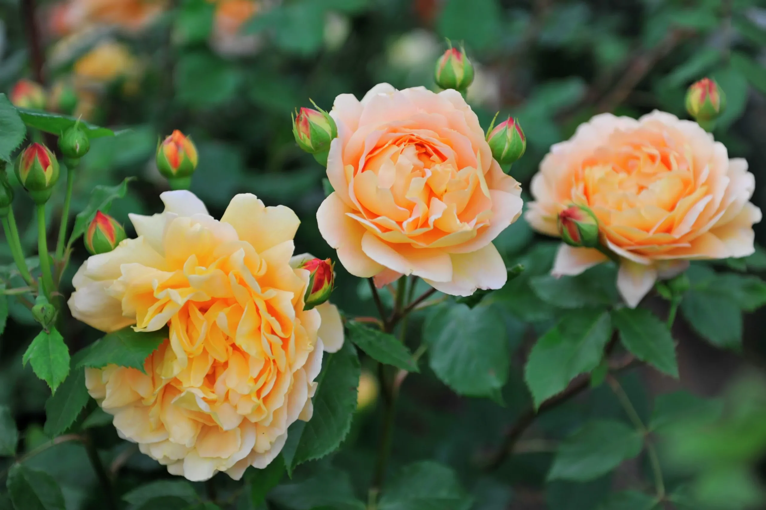 Engelsk Ros 'Golden Celebration' 'Ausgold' Barrotad>Omnia garden Outlet