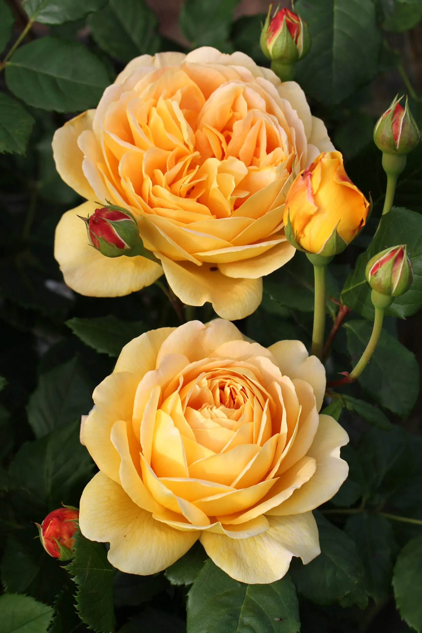 Engelsk Ros 'Golden Celebration' 'Ausgold' Barrotad>Omnia garden Outlet