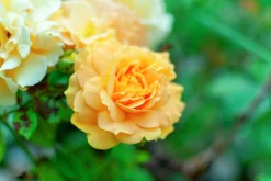 Engelsk Ros 'Golden Celebration' 'Ausgold' Barrotad><noscript><img width=