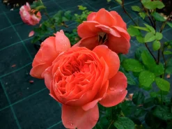 Engelsk Ros 'Summer Song' 'Austango' Barrotad>Omnia garden Outlet