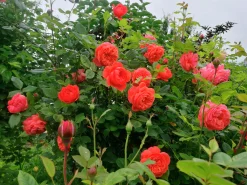 Engelsk Ros 'Summer Song' 'Austango' Barrotad>Omnia garden Outlet