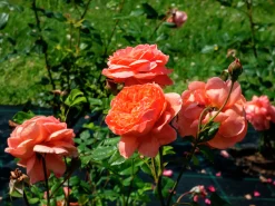 Engelsk Ros 'Summer Song' 'Austango' Barrotad><noscript><img width=