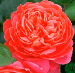 Engelsk Ros 'Summer Song' 'Austango' Barrotad><noscript><img width=
