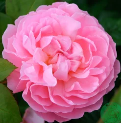 Engelsk Ros 'The Generous Gardener' Barrotad>Omnia garden Outlet
