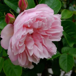 Engelsk Ros 'The Generous Gardener' Barrotad><noscript><img width=