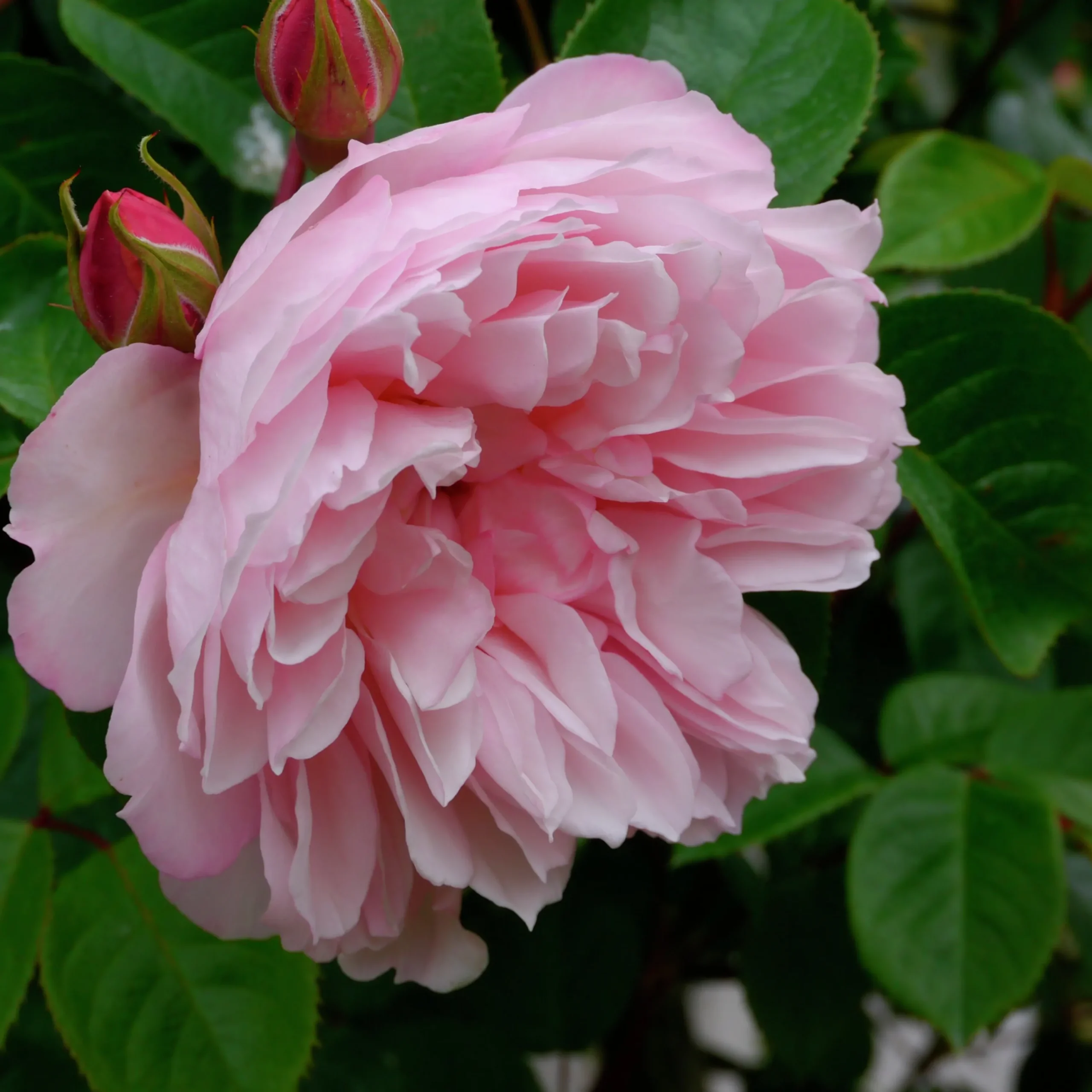 Engelsk Ros 'The Generous Gardener' Barrotad>Omnia garden Outlet