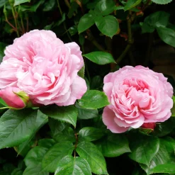 Engelsk Ros 'The Generous Gardener' Barrotad><noscript><img width=