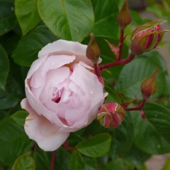 Engelsk Ros 'The Generous Gardener' Barrotad><noscript><img width=