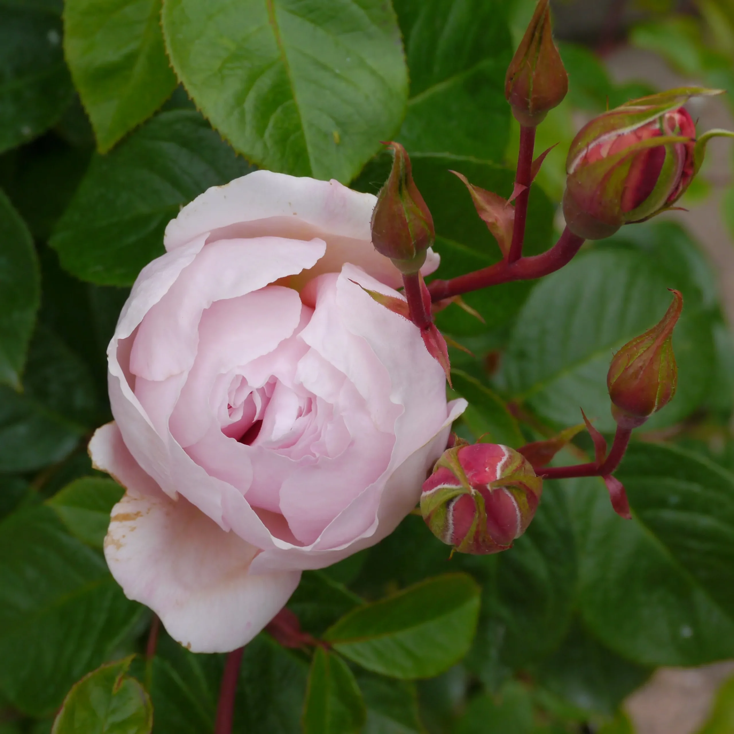 Engelsk Ros 'The Generous Gardener' Barrotad>Omnia garden Outlet