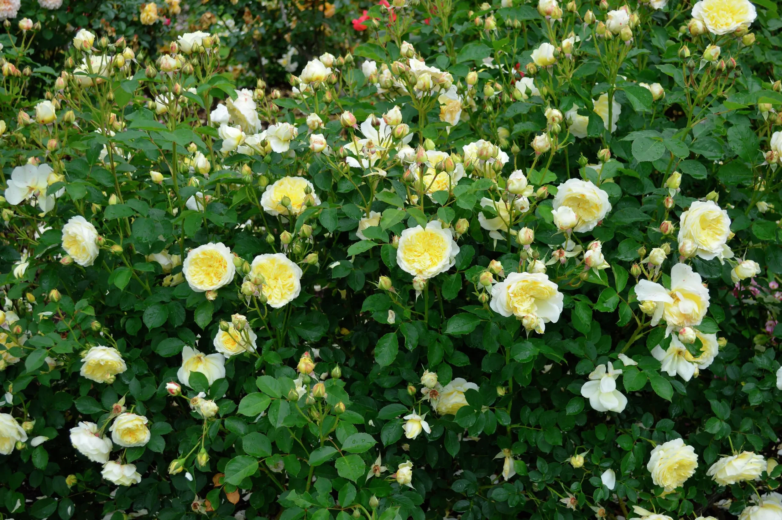 Engelsk Ros 'The Pilgrim' 'Auswalker' Barrotad>Omnia garden Best