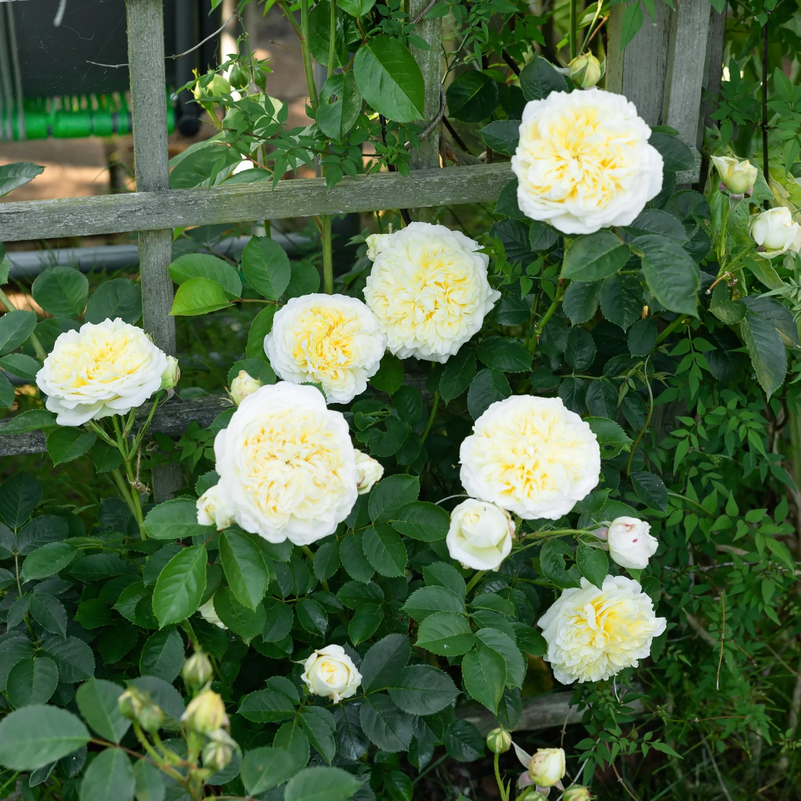 Engelsk Ros 'The Pilgrim' 'Auswalker' Barrotad>Omnia garden Best